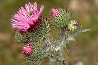 Carduus litigiosus